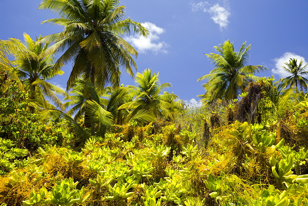 Coconut Palms at Bikini, Marshall Islands, Bikini Atoll, Micronesia, Pacific Ocean