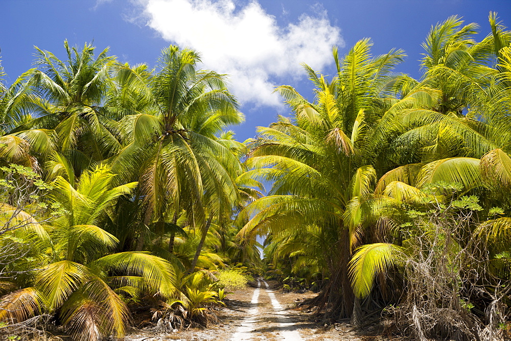 Coconut Palms at Bikini, Marshall Islands, Bikini Atoll, Micronesia, Pacific Ocean