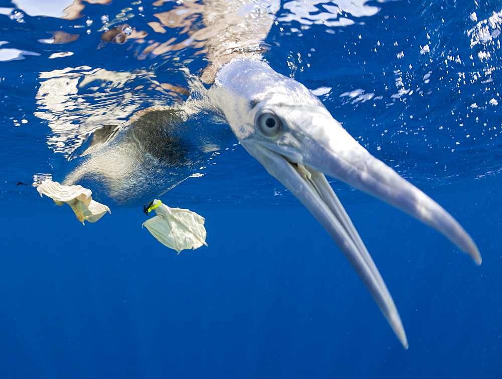 Young Brown Booby, Sula, leucogaster, Marshall Islands, Bikini Atoll, Micronesia, Pacific Ocean