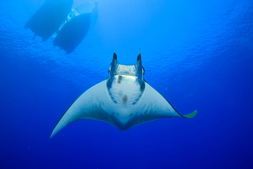 Sicklefin Mobula, Mobula tarapacana, Azores, Princess Alice Bank, Atlantic Ocean, Portugal