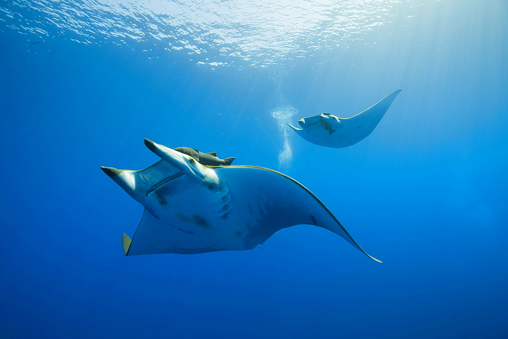 Sicklefin Mobulas, Mobula tarapacana, Azores, Princess Alice Bank, Atlantic Ocean, Portugal