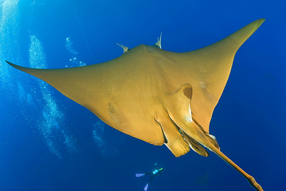 Sicklefin Mobula, Mobula tarapacana, Azores, Princess Alice Bank, Atlantic Ocean, Portugal