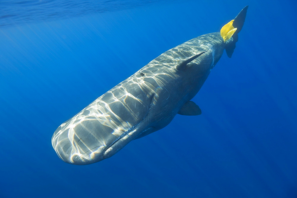 Sperm Whale plays with Plastic Waste, Physeter catodon, Azores, Atlantic Ocean, Portugal