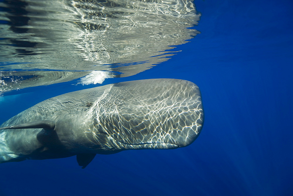 Sperm Whale, Physeter catodon, Azores, Atlantic Ocean, Portugal