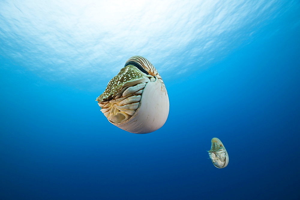 Nautilus, Nautilus pompilius, Great Barrier Reef, Australia