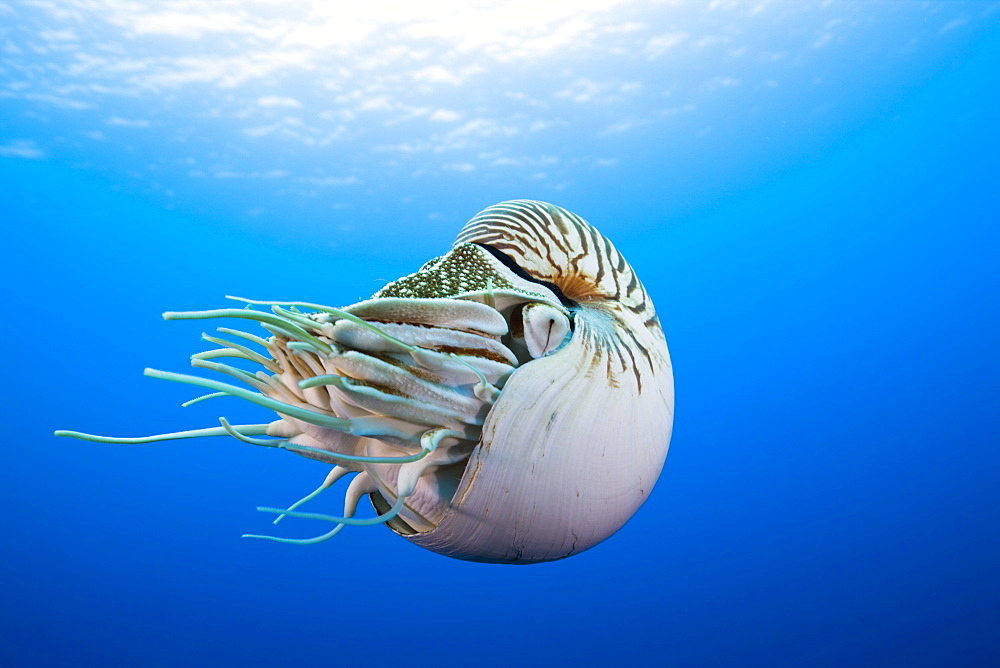 Nautilus, Nautilus pompilius, Great Barrier Reef, Australia