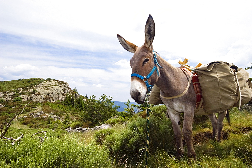 family-hiking with a donkey in the Cevennes mountains, France