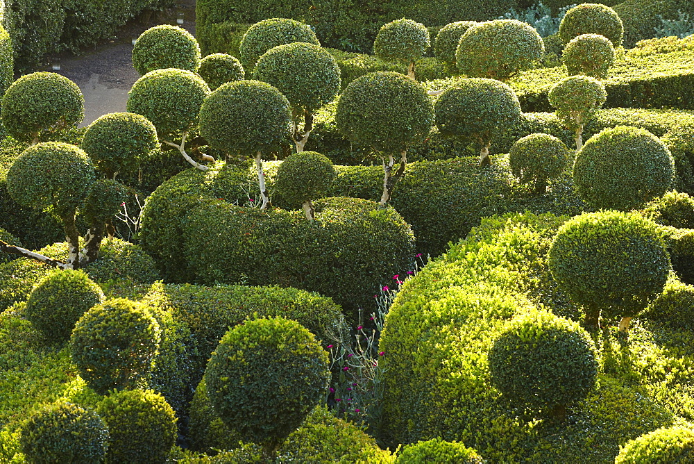 Les Jardins de Marqueyssac in the evening light, near Beynac, The wy of St. James, Road to Santiago, Chemins de Saint-Jacques, Via Lemovicensis, Beynac, Dept. Dordogne, RâˆšÃ‰Â¬Â©gion Aquitaine, France, Europe