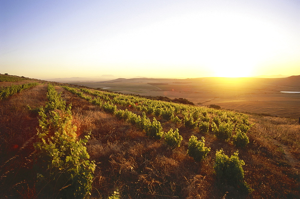 View over vineyards of the Observatory Wine Cellar at sunset, Malmesbury, Swartland, Western Cape, South Africa, Africa