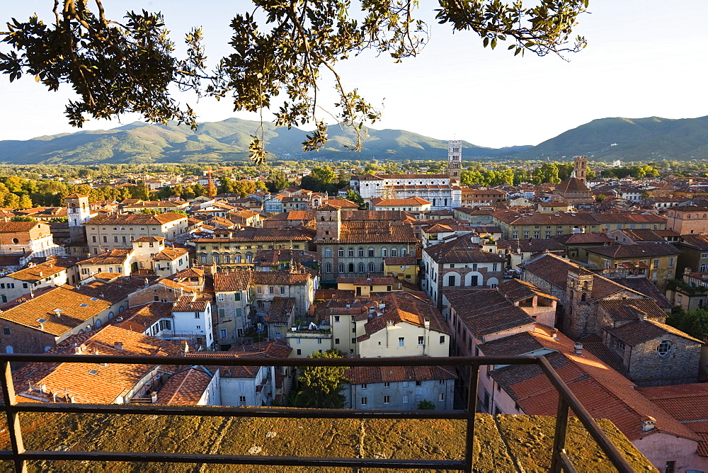 Lookout tower Guinigi and view of Lucca, Tuskany, Italy