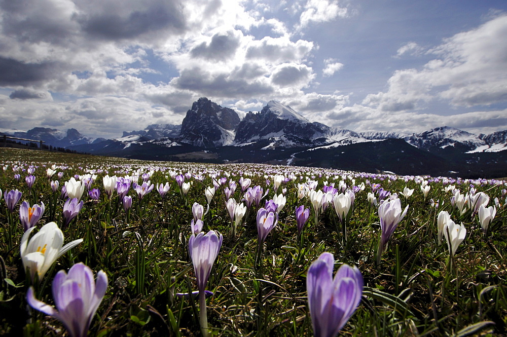 Flower meadow with crocuses under clouded sky, Alpe di Siusi, South Tyrol, Italy, Europe