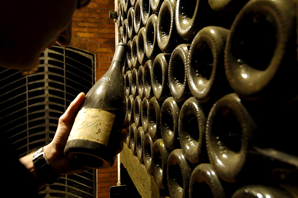 A man holding a bottle of old wine at a wine cellar, Terlan, South Tyrol, Italy, Europe