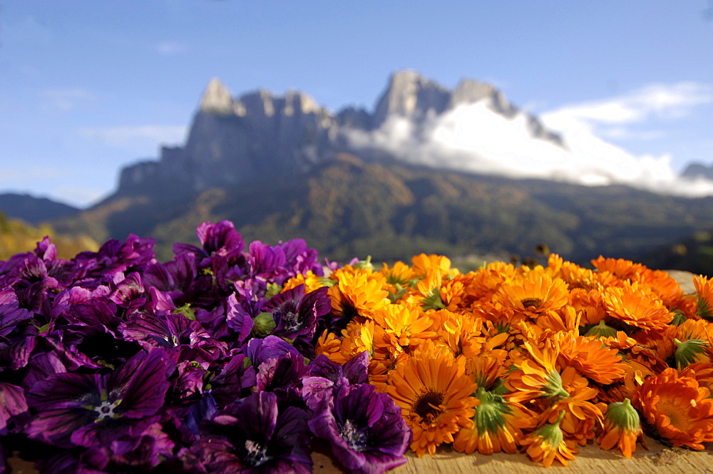 Calendula blossoms, Medicinal herbs, plants, organic farming, herbal farm, Pflegerhof Martha Mulser, Seis am Schlern, Schlern, South Tyrol, Italy