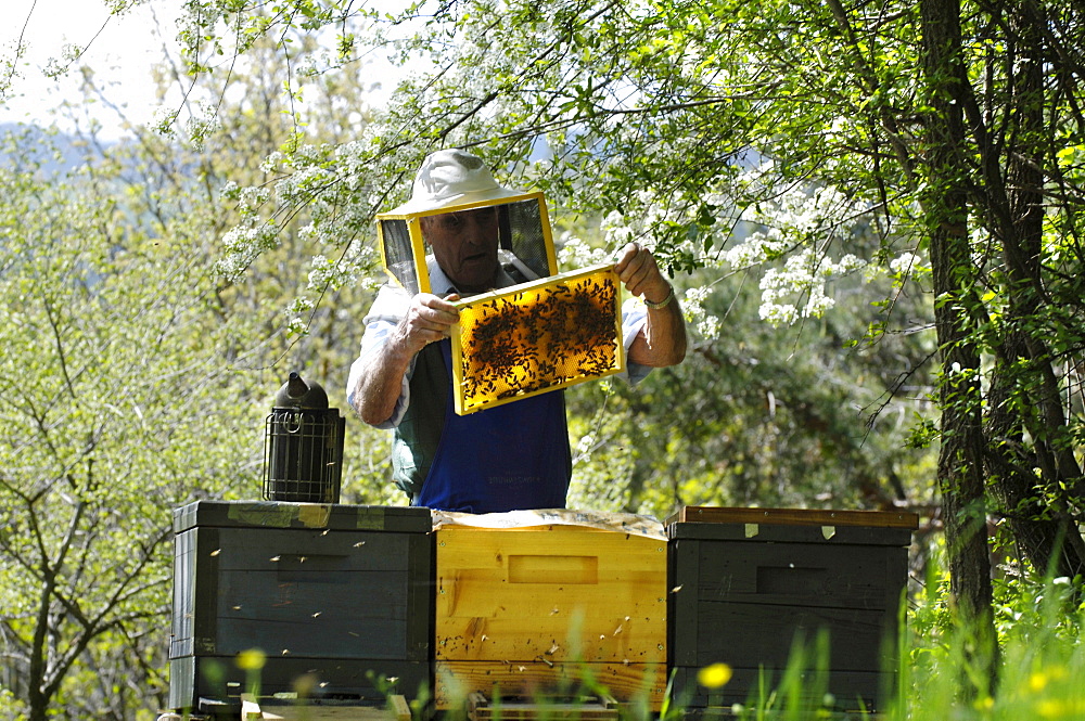 Beekeeper with honeycomb, Apiarist, Honey bees, South Tyrol, Italy