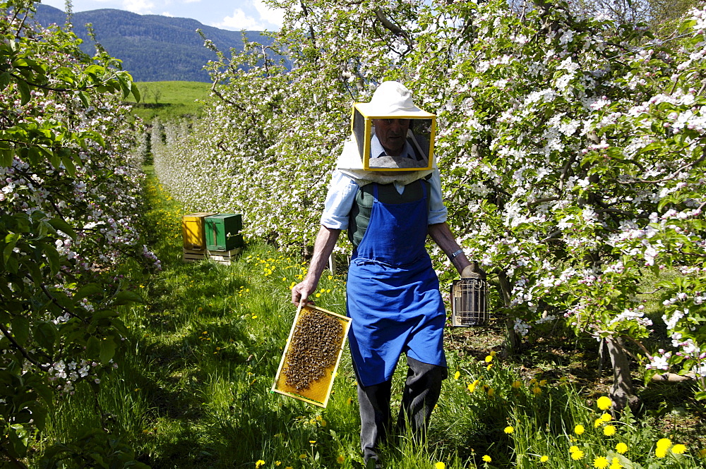 Beekeeper with honeycomb and smoker, Apiarist, Honey bees, South Tyrol, Italy