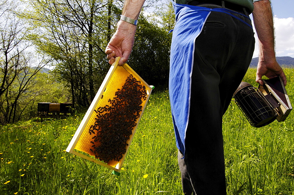 Beekeeper with honeycomb and smoker, Apiarist, Honey bees, South Tyrol, Italy