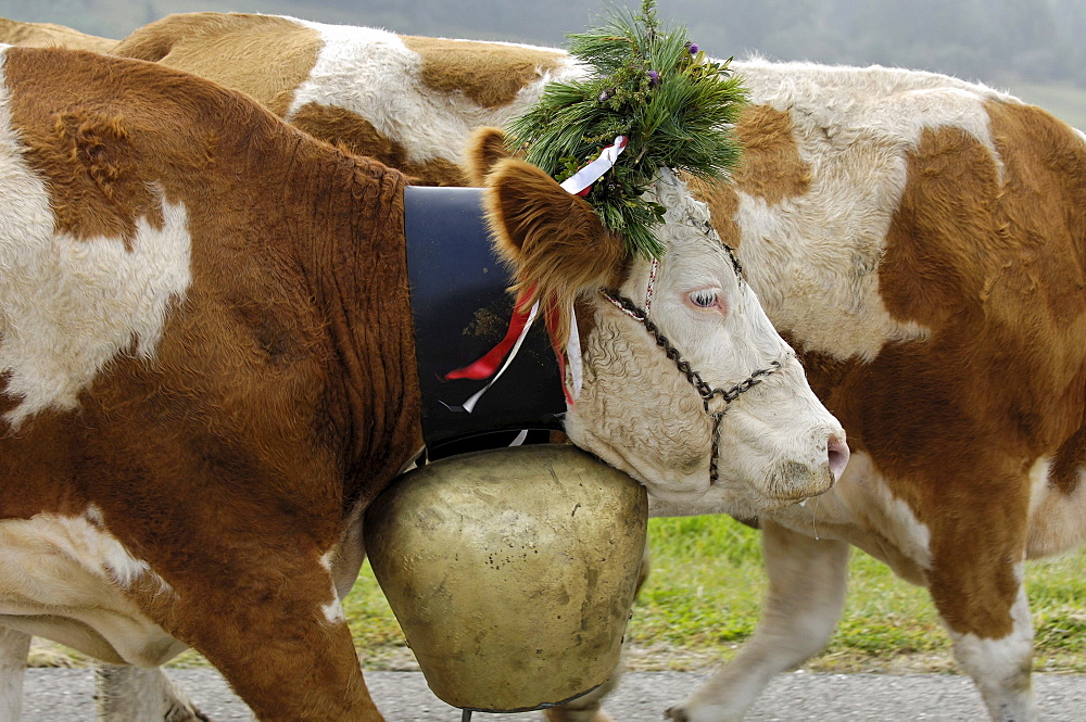 Cows with cow bells returning to the valley from the alpine pastures, Seiser Alm, South Tyrol, Italy