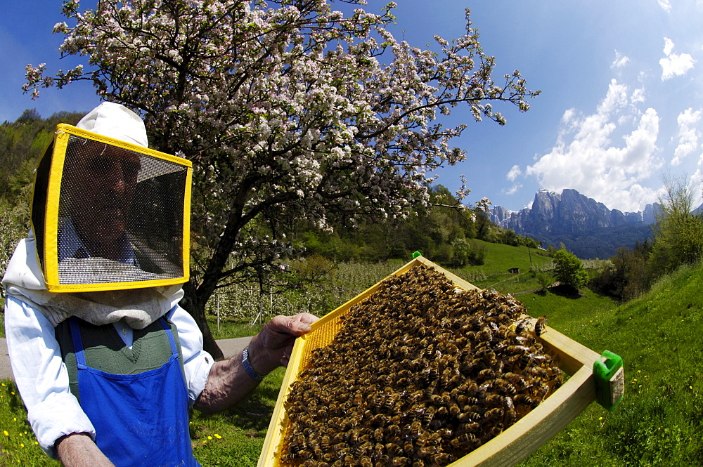 Beekeeper with honeycomb full of bees in front of blooming tree, Sciliar, Valle Isarco, South Tyrol, Italy, Europe