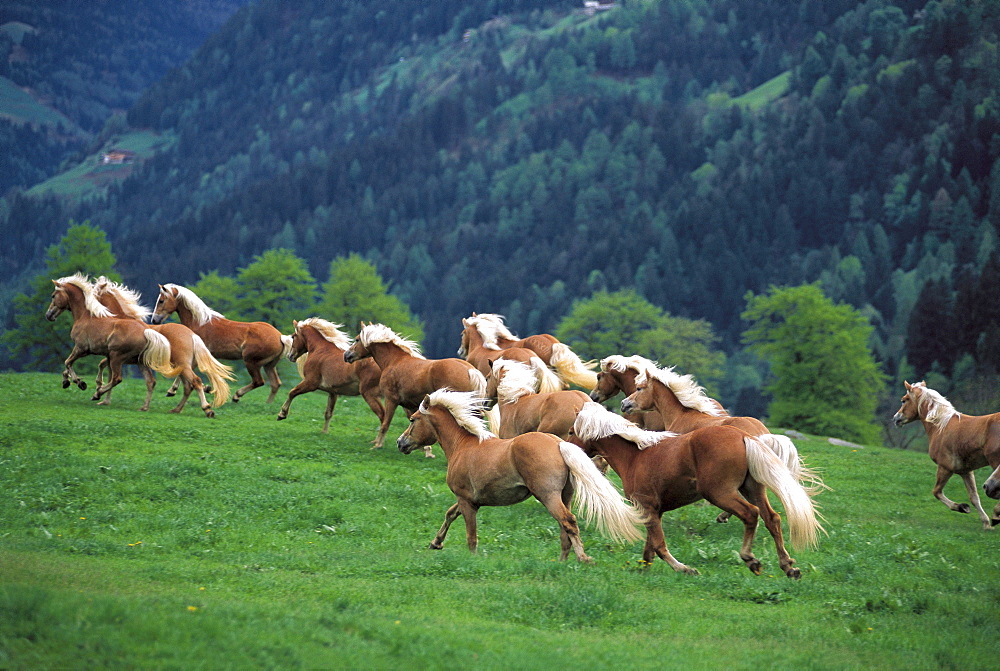 Haflinger horses galopping through a meadow, breeding, South Tyrol, Italy