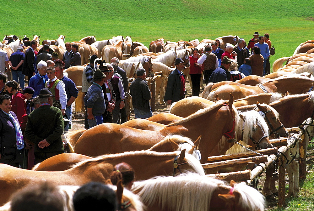 Haflinger horses at a horse show, breeding, South Tyrol, Italy