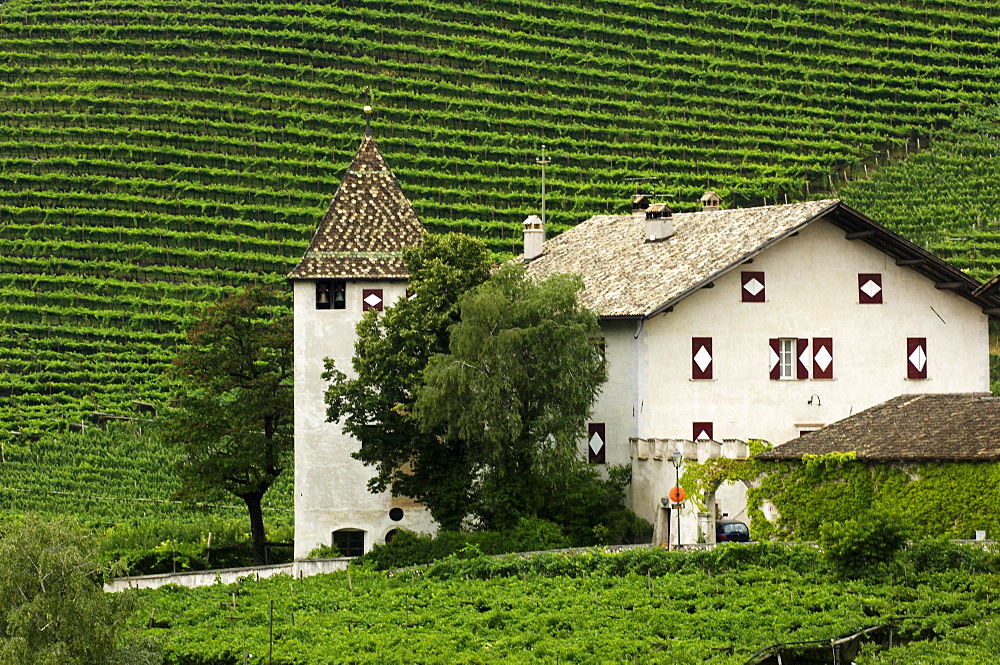 Winery with vineyards, Strehlburg, Kurtatsch an der Weinstrasse, South Tyrol, Italy