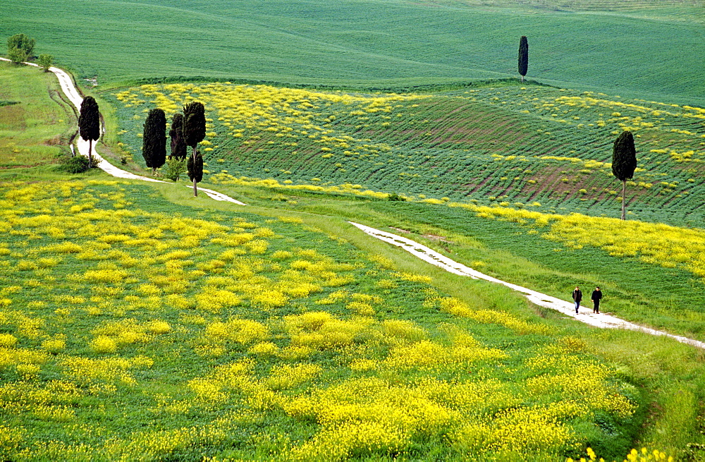 Hikers on a country road, view to Monte Amiata, Val dâˆšÃ‡Â¬Â¥Orcia, Tuscany, Italy, Europe