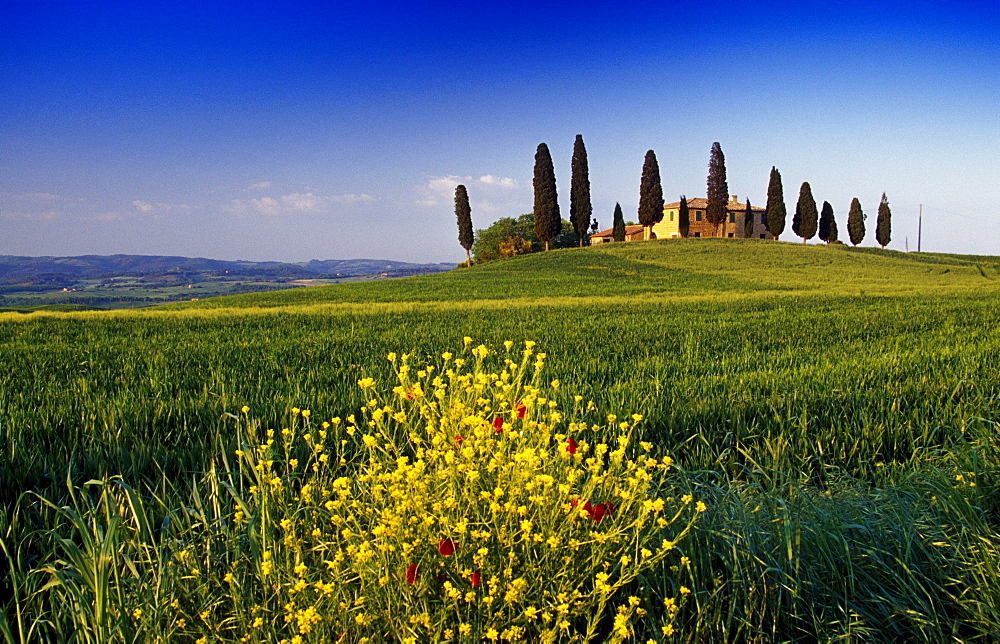 Yellow flowers in front of country house with cypresses, Val d'Orcia, Tuscany, Italy, Europe