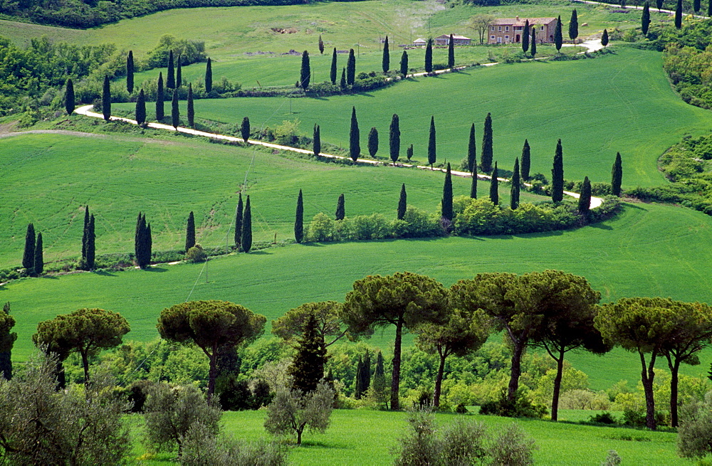 Serpentine road with cypresses, Val d'Orcia, Tuscany, Italy, Europe