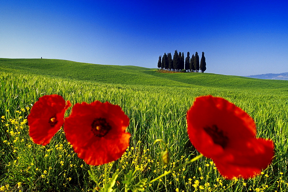 Poppies in front of cypresses in the sunlight, Val d'Orcia, Tuscany, Italy, Europe