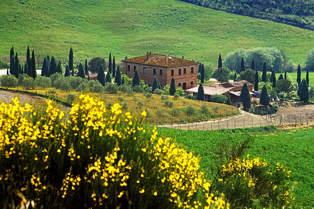 Blooming broom in front of country house, Val dâˆšÃ‡Â¬Â¥Orcia, Tuscany, Italy, Europe