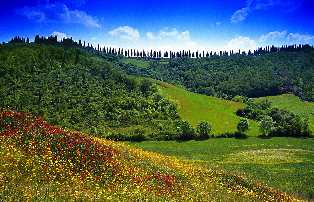 Flower meadow with cypress alley under blue sky, Tuscany, Italy, Europe