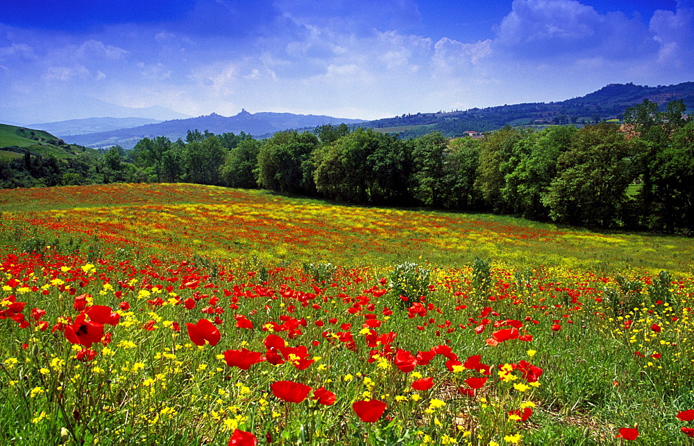 Flower meadow with poppies under blue sky, view to Castiglione dâˆšÃ‡Â¬Â¥Orcia, Val dâˆšÃ‡Â¬Â¥Orcia, Tuscany, Italy, Europe