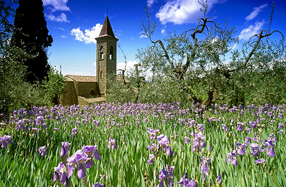 Iris in front of a chapel in the sunlight, Chianti region, Tuscany, Italy, Europe