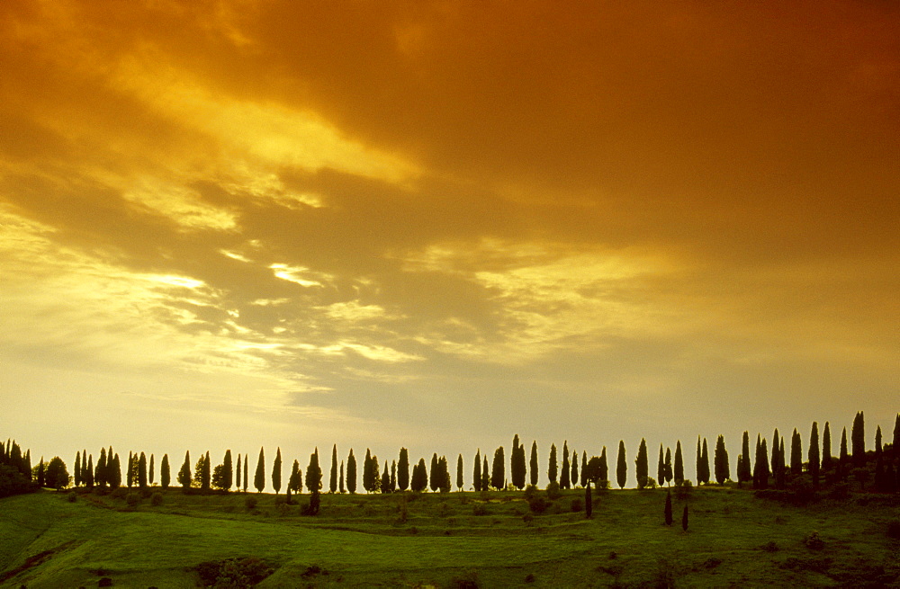 Cypress alley under clouded sky in the evening, Crete, Tuscany, Italy, Europe