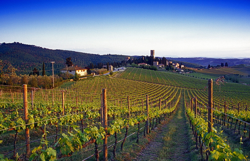 Vineyard under blue sky, Chianti region, Tuscany, Italy, Europe