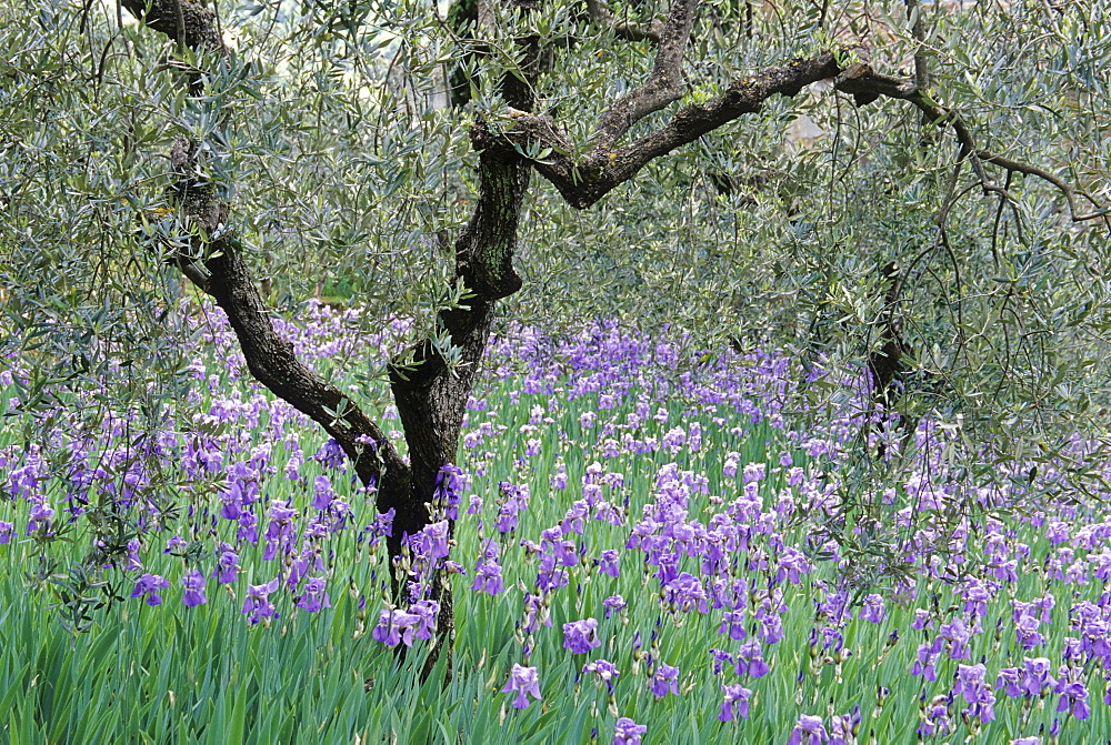 Iris under an olive tree, Chianti region, Tuscany, Italy, Europe