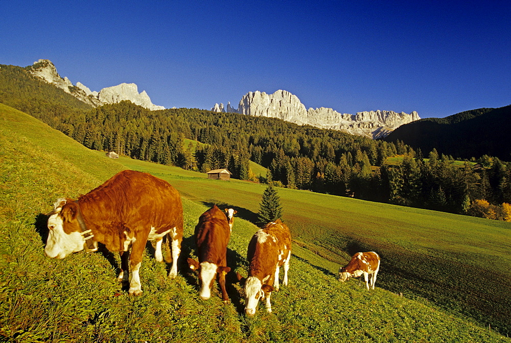 Cows grazing in a meadow, View towards Cima Catinaccio, Dolomite Alps, South Tyrol, Italy