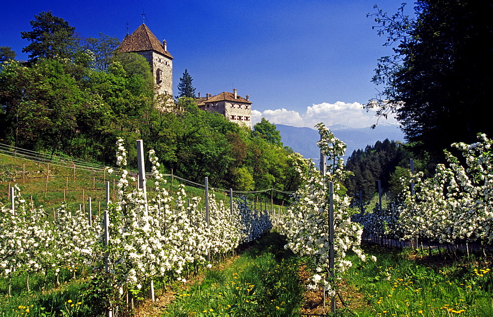 Apple blossom, Wehrburg castle, near Prissian, Val d'Adige, Dolomite Alps, South Tyrol, Italy