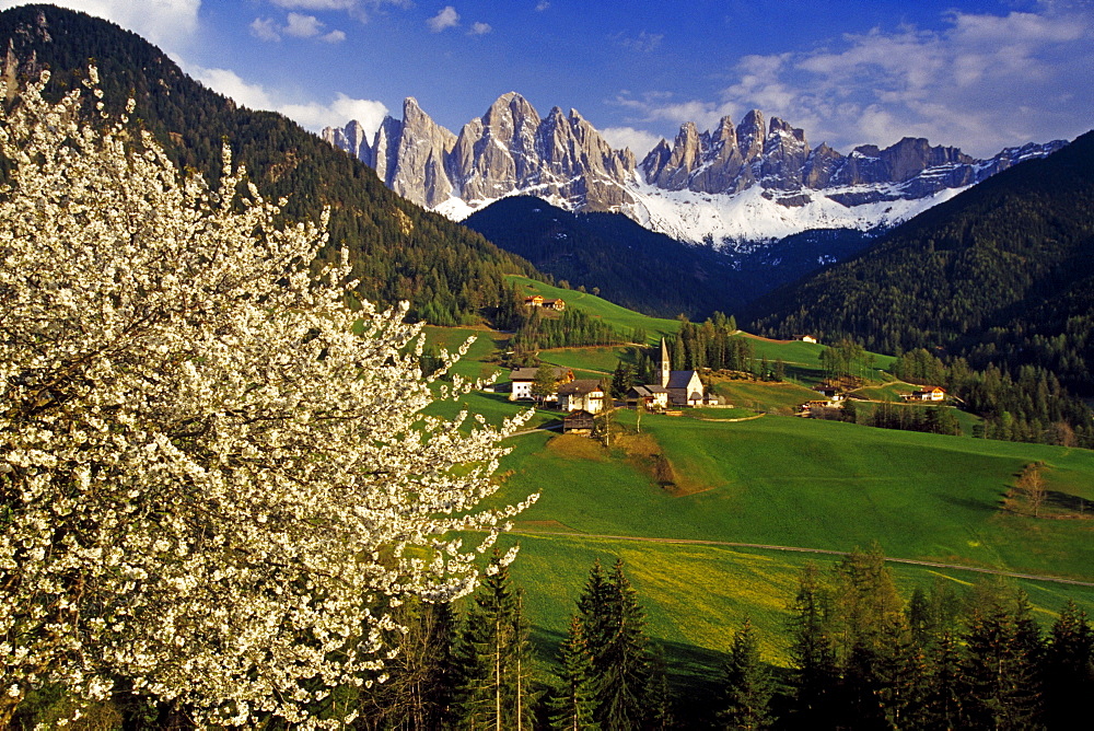 Cherry blossom, Santa Maddalena, view to Le Odle, Val di Funes, Dolomite Alps, South Tyrol, Italy