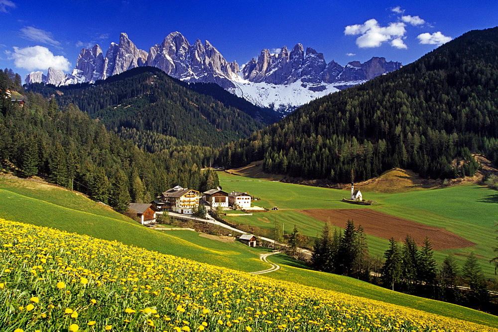 Field full of dandelions, view to Le Odle, Val di Funes, Dolomite Alps, South Tyrol, Italy