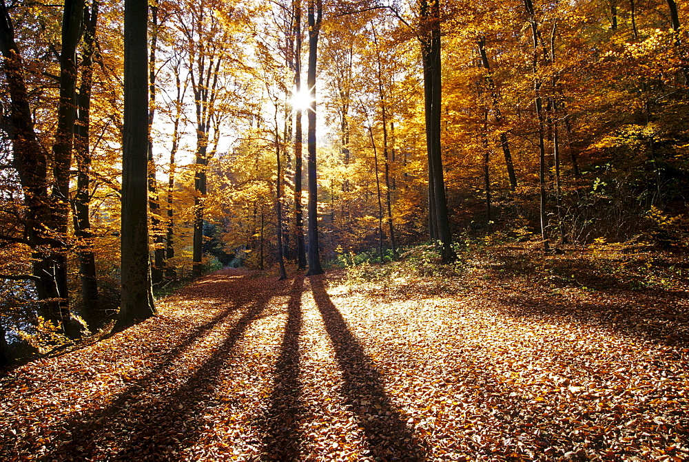 Beech wood at Pulvermaar near Gillenfeld, Eifel, Rhineland Palatinate, Germany