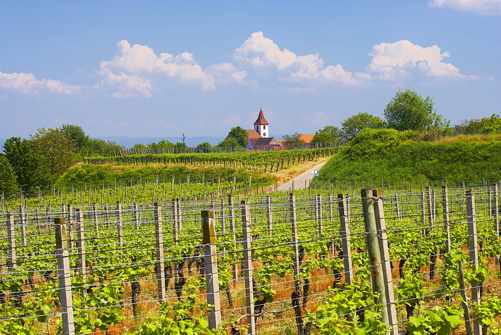 Vineyards at Koenigschaffhausen, Spring, Day, Kaiserstuhl, Baden-Wuerttemberg, Germany, Europe