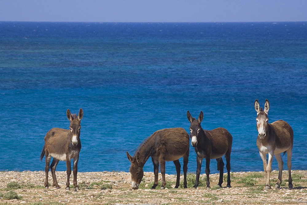 Wild donkeys on the Karpass Peninsula, Karpasia, North Cyprus, Cyprus