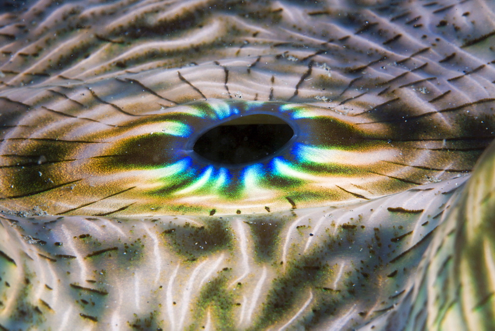 Iridescent Mantle of Giant Clam, Tridacna Squamosa, Micronesia, Palau