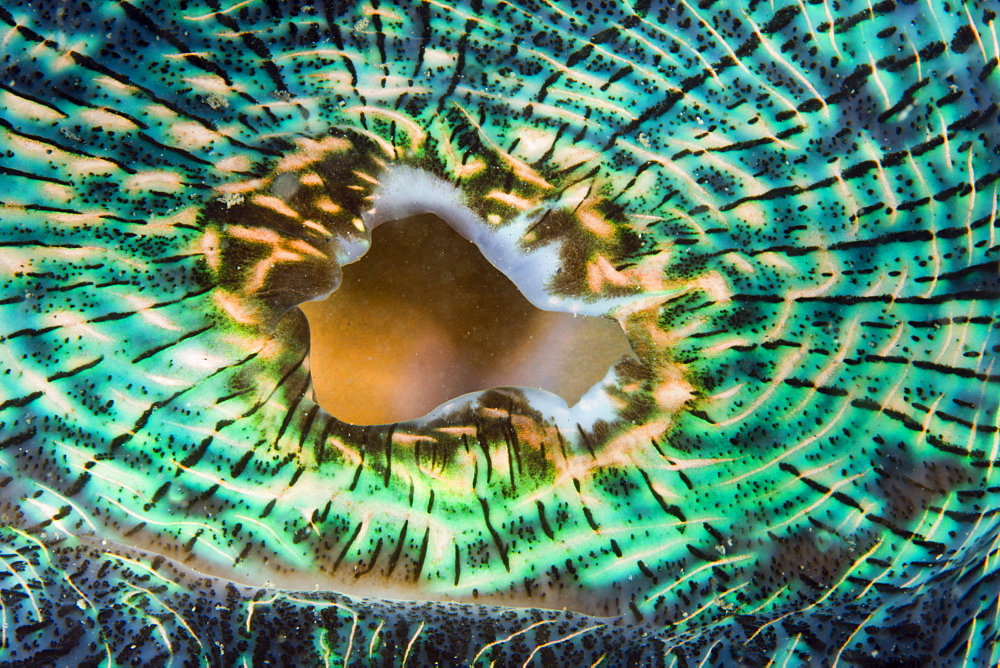 Mantle of Giant Clam, Tridacna Squamosa, Micronesia, Palau