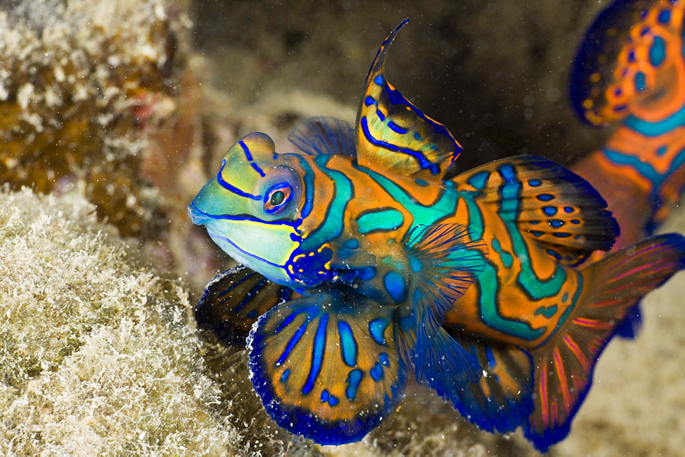 Mandarinfish, Syhchiropus splendidus, Micronesia, Palau