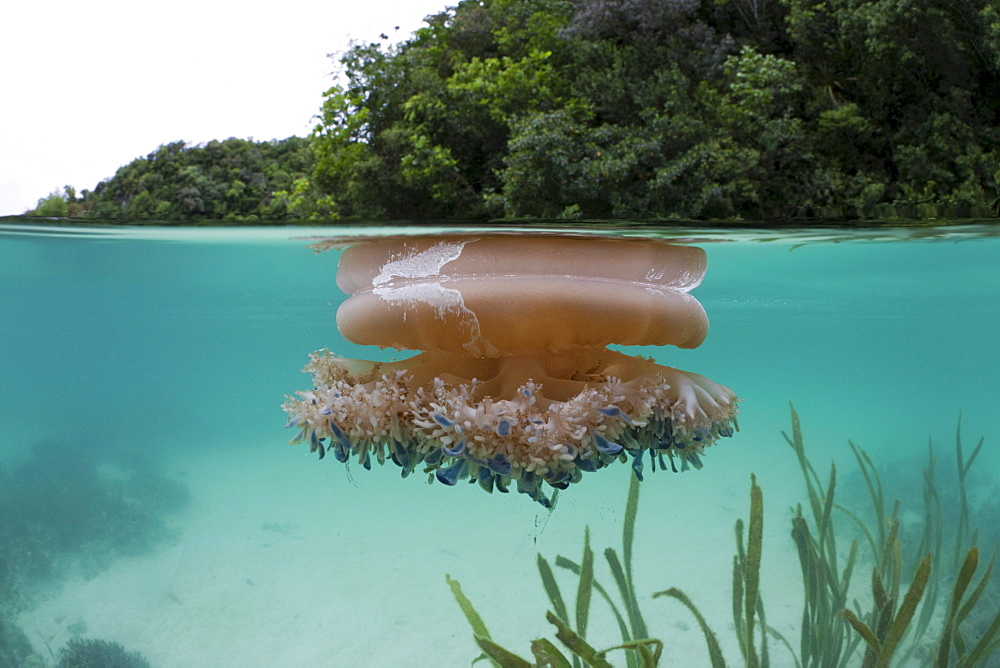 Upside-Down Jellyfish at Surface, Cassiopea andromeda, Risong Bay, Micronesia, Palau