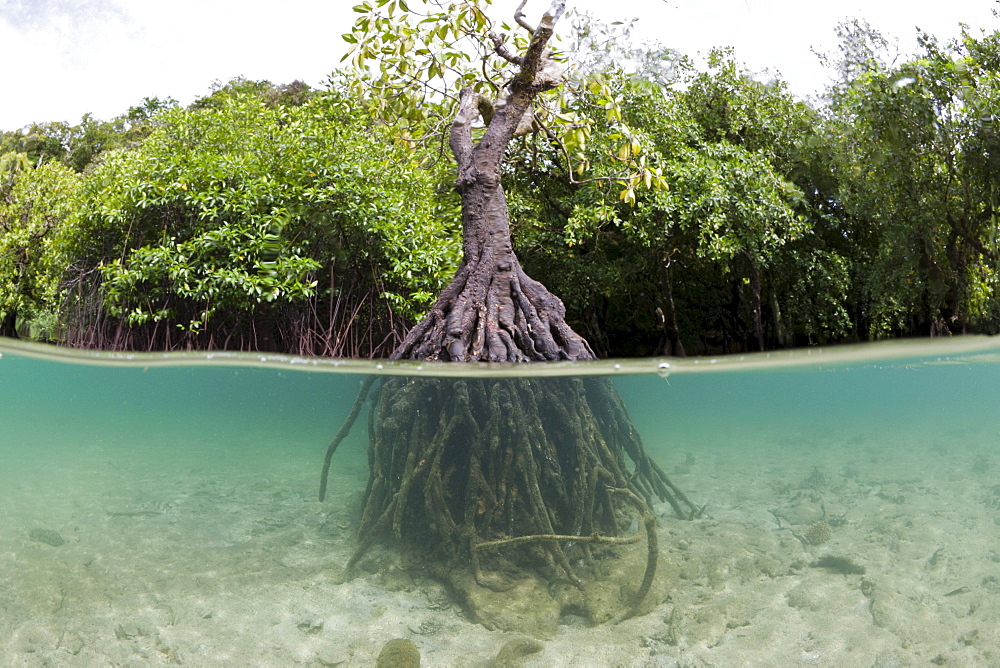 Risong Bay Mangroves, Risong Bay, Micronesia, Palau