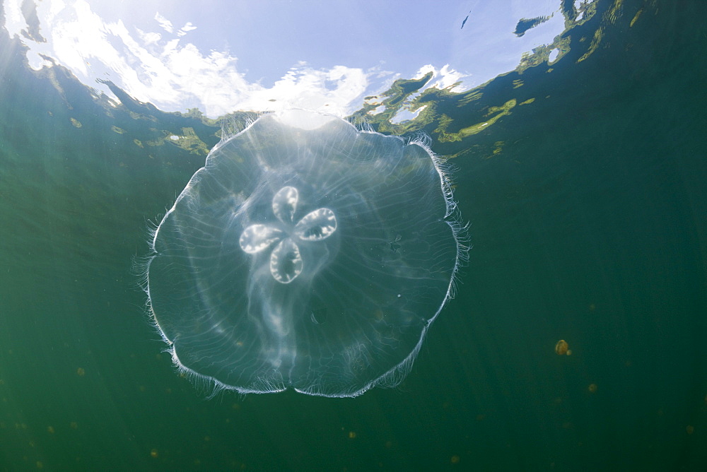 Giant Moon Jellyfish in Jellyfish Lake, Aurita aurita, Jellyfish Lake, Micronesia, Palau