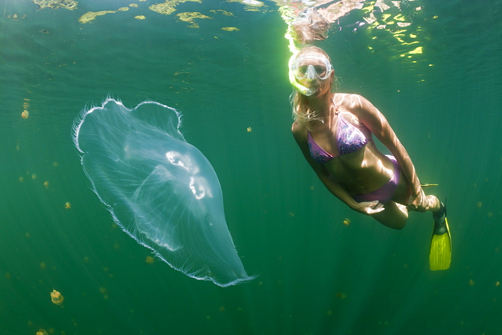 Moon Jellyfish and Skin Diver, Aurita aurita, Jellyfish Lake, Micronesia, Palau